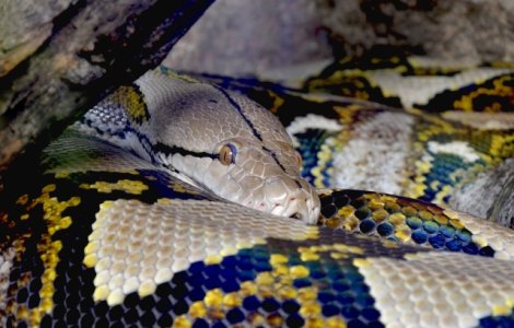 Cercetatorii au descoperit motivul pentru care serpii au trunchiul lung