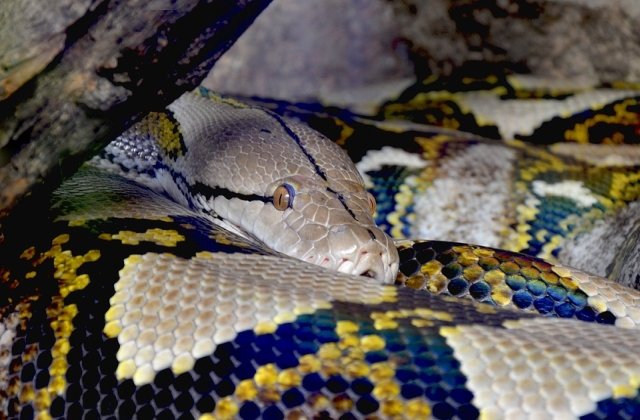 Cercetatorii au descoperit motivul pentru care serpii au trunchiul lung