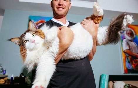 Ea este cea mai mare pisica din lume. Cantareste 13 kilograme