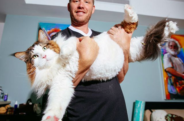 [FOTO] Ea este cea mai mare pisica din lume. Cantareste 13 kilograme