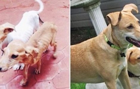  Top  Catei salvati care au avut parte de o revenire spectaculoasa