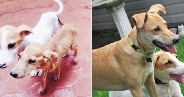  Top  Catei salvati care au avut parte de o revenire spectaculoasa