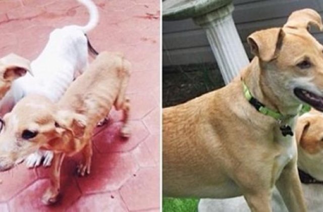 Catei salvati care au avut parte de o revenire spectaculoasa