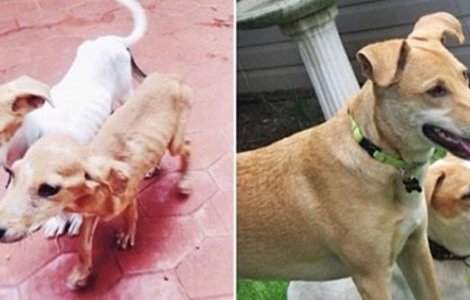  Top  Catei salvati care au avut parte de o revenire spectaculoasa