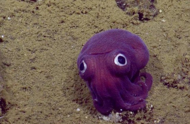 O echipa de cercetatori a gasit o caracatita mov, ce pare desprinsa din desenele animate