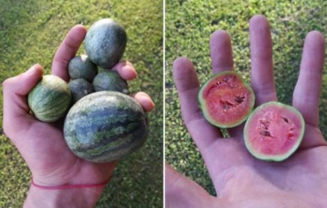  Top  Nu o sa-ti vina sa crezi ca sunt reale! Cele mai mici fructe si legume din lume