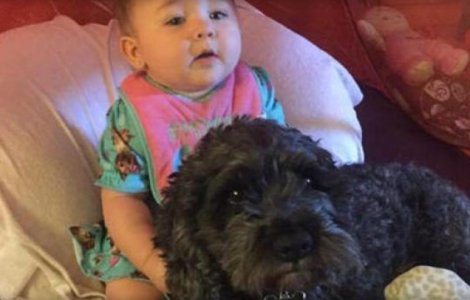 Un caine si-a sacrificat viata pentru a salva un copil din incendiu