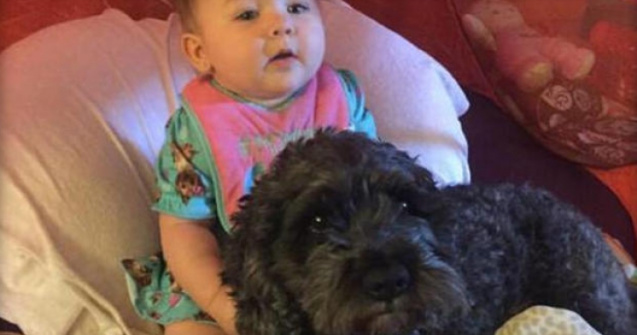 Un caine si-a sacrificat viata pentru a salva un copil din incendiu