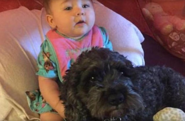 Un caine si-a sacrificat viata pentru a salva un copil din incendiu