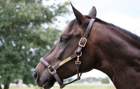 Cruzime fara margini in Targu Jiu. Un cal a fost batut de stapanul sau