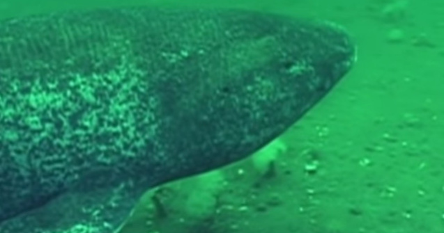 Cea mai longeviva vertebrata de pe Terra, descoperita de cercetatori. Cati ani are