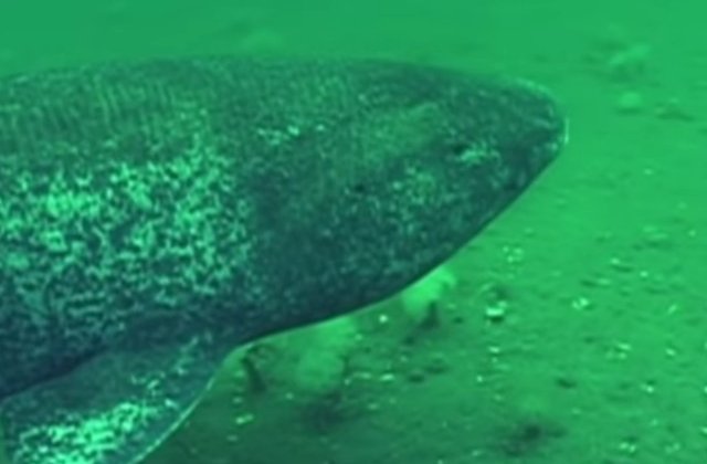 Cea mai longeviva vertebrata de pe Terra, descoperita de cercetatori. Cati ani are