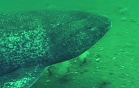 Cea mai longeviva vertebrata de pe Terra, descoperita de cercetatori. Cati ani are