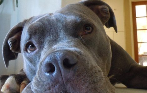  Video  Reactia adorabila a unui caine certat de stapanul sau