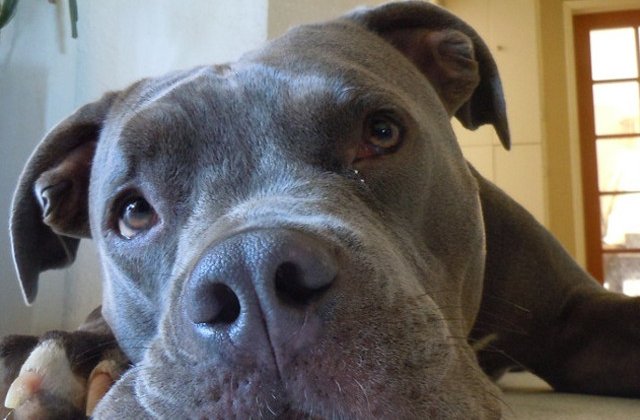 [Video] Reactia adorabila a unui caine certat de stapanul sau