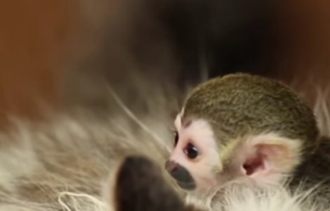  Video  O pisica a devenit mama adoptiva pentru un pui de maimuta