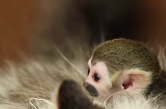 [Video] O pisica a devenit mama adoptiva pentru un pui de maimuta