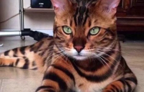  Video  Trebuie sa cunosti pisica-tigru: Thor