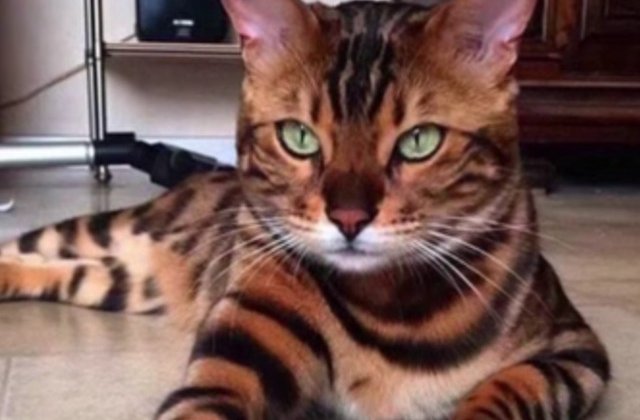 [Video] Trebuie sa cunosti pisica-tigru: Thor