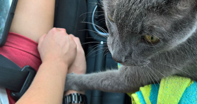 Modul emotionant in care o pisica si-a luat adio de la stapanii ei