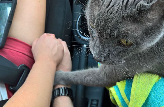 [FOTO] Modul emotionant in care o pisica si-a luat adio de la stapanii ei