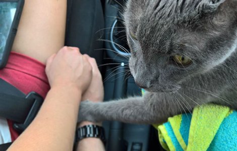 Modul emotionant in care o pisica si-a luat adio de la stapanii ei