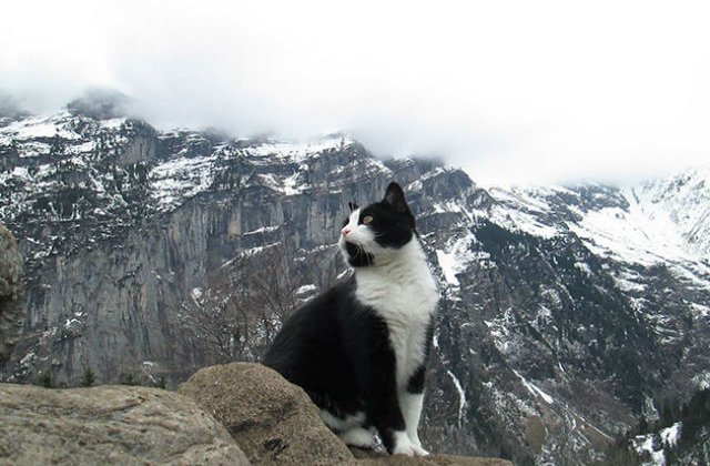 [VIDEO] Aceasta pisicuta a salvat un barbat care se ratacise pe munte