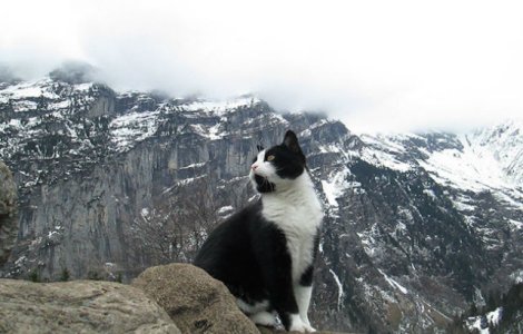  Video  Aceasta pisicuta a salvat un barbat care se ratacise pe munte