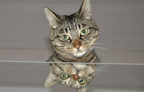 Ce vad animalele atunci cand se privesc in oglinda?