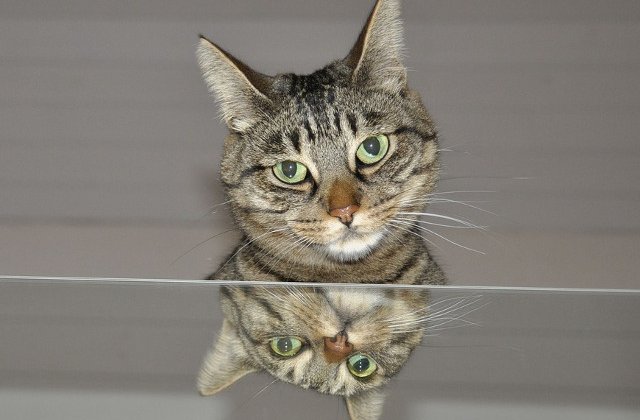 Ce vad animalele atunci cand se privesc in oglinda?