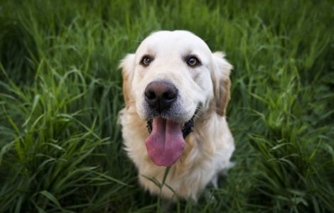 Cainii chiar inteleg ce spui, arata un studiu nou