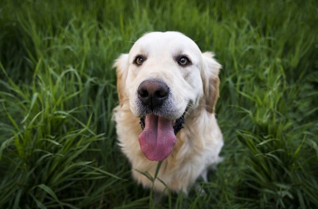 [VIDEO] Cainii chiar inteleg ce spui, arata un studiu nou