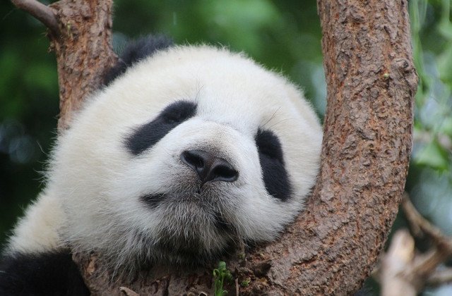 [Video] Spectacolul de exceptie oferit de un urs panda lasat nesupravegheat