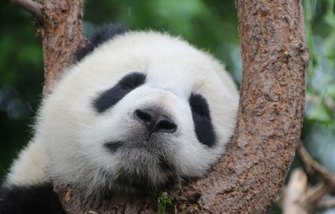  Video  Spectacolul de exceptie oferit de un urs panda lasat nesupravegheat