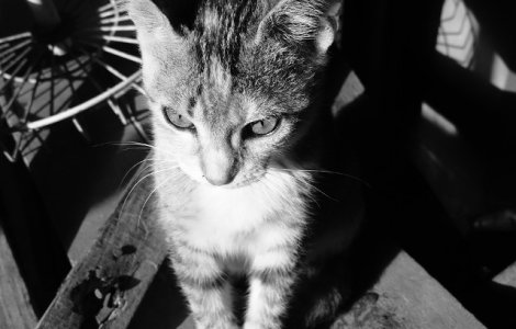  Video  O pisica a fost salvata in mod miraculos de sub ruine dupa cutremurul devastator din Italia