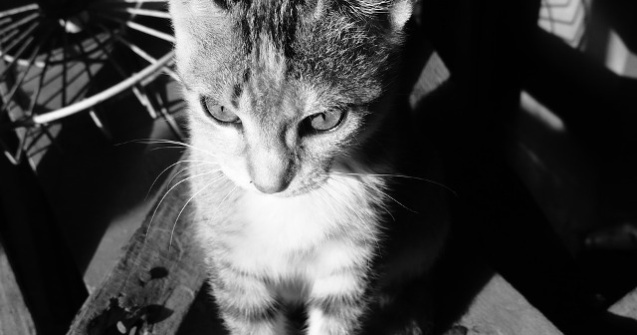  Video O pisica a fost salvata de sub ruine dupa cutremurul din Italia