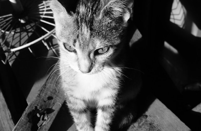 [Video] O pisica a fost salvata in mod miraculos de sub ruine dupa cutremurul devastator din Italia