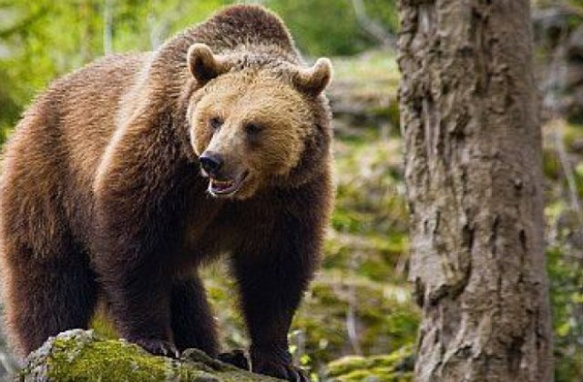 Un japonez afirma ca a scapat de atacul unui urs negru gratie karatelor