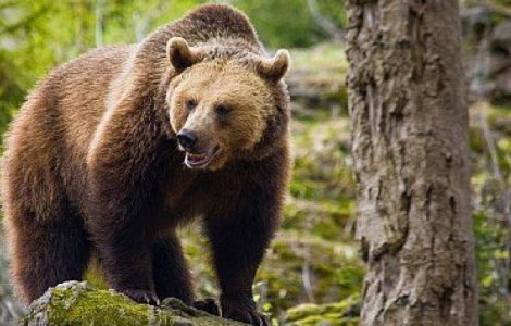 Un japonez afirma ca a scapat de atacul unui urs negru gratie karatelor