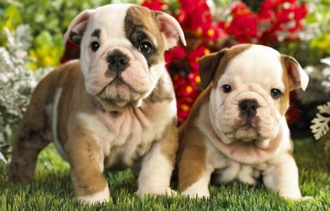  Top  Top 10 lucruri pe care nu le stiai despre bulldogi
