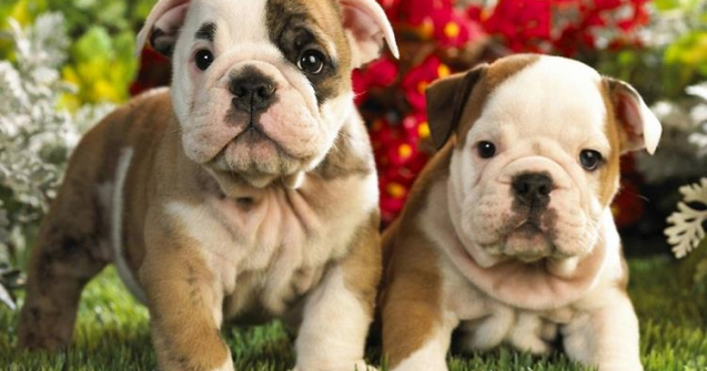  Top  Top 10 lucruri pe care nu le stiai despre bulldogi