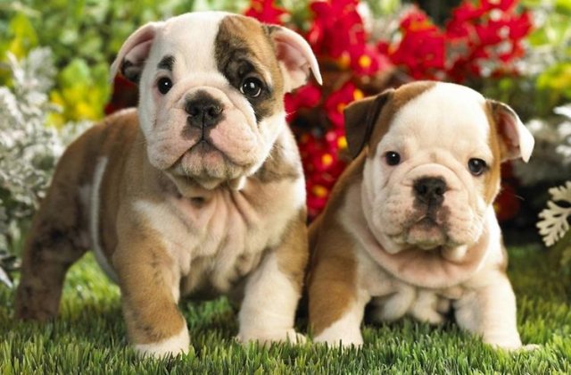 Top 10 lucruri pe care nu le stiai despre bulldogi