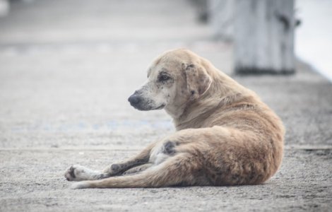 Metoda ingenioasa gasita de autoritatile din Chile pentru a rezolva problema maidanezilor
