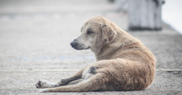 Metoda ingenioasa gasita de autoritatile din Chile pentru a rezolva problema maidanezilor