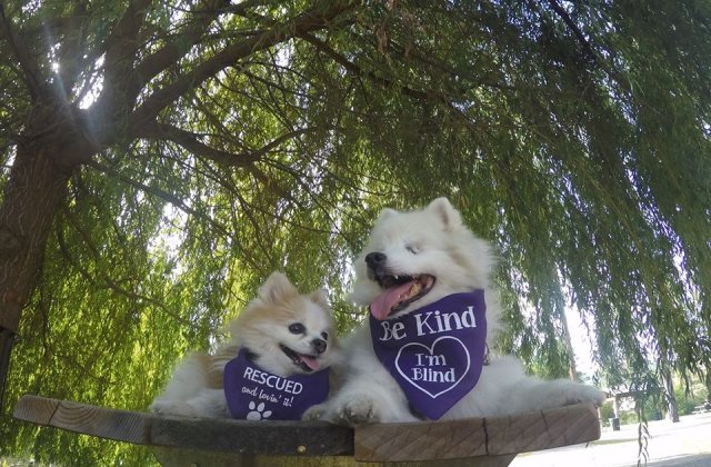 Prieteni de nedespartit. Un caine a devenit ghid pentru amicul lui orb