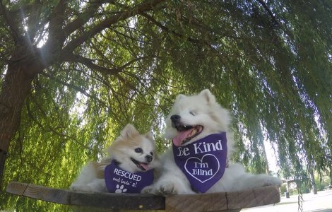 Prieteni de nedespartit. Un caine a devenit ghid pentru amicul lui orb