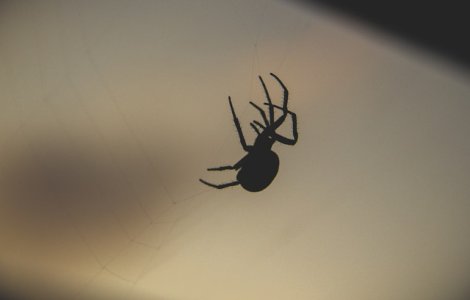  Video  A vazut un paianjen pe mana in timp ce conducea. Reactia unei tinere, catastrofala