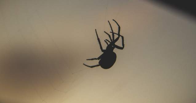  Video  A vazut un paianjen pe mana in timp ce conducea. Reactia unei tinere, catastrofala