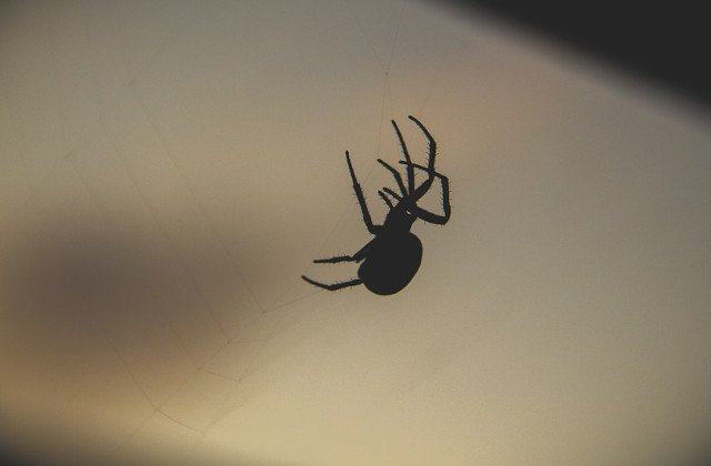 [Video] A vazut un paianjen pe mana in timp ce conducea. Reactia unei tinere, catastrofala