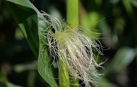 Fara porumb si soia modificate genetic